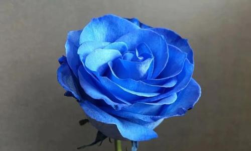 蓝玫瑰的象征与寓意（探索蓝玫瑰的美丽与神秘）