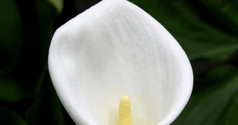 海芋花语（盛放的青春）