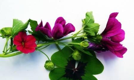 四叶草的象征意义（解读四叶草的神奇魅力与传说）