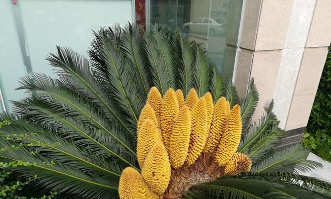 以铁树会开花吗（科学）