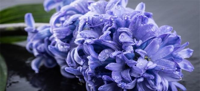 风信子的象征意义——生命与希望的化身（探寻风信子的美丽与意义）