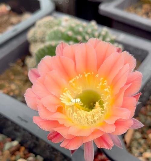 仙人球（探索仙人球的奥秘）