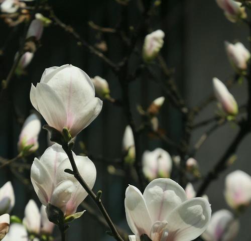 白玉兰花的寓意与美丽(探索白玉兰的花语和文化价值) 白玉兰花的寓意与美丽(探索白玉兰的花语和文化价值)