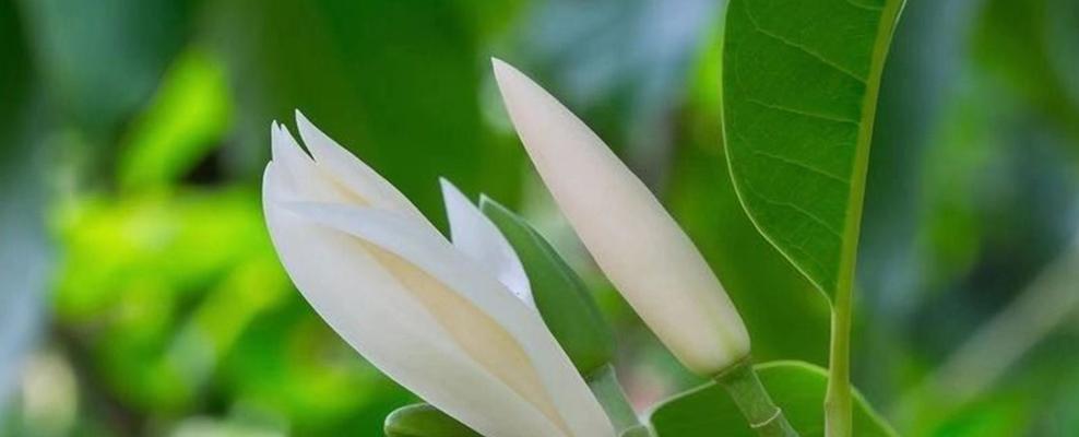 白玉兰花的寓意与美丽（探索白玉兰的花语和文化价值）