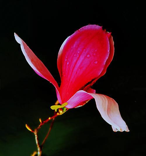 白玉兰花的寓意与美丽(探索白玉兰的花语和文化价值) 白玉兰花的寓意与美丽(探索白玉兰的花语和文化价值)