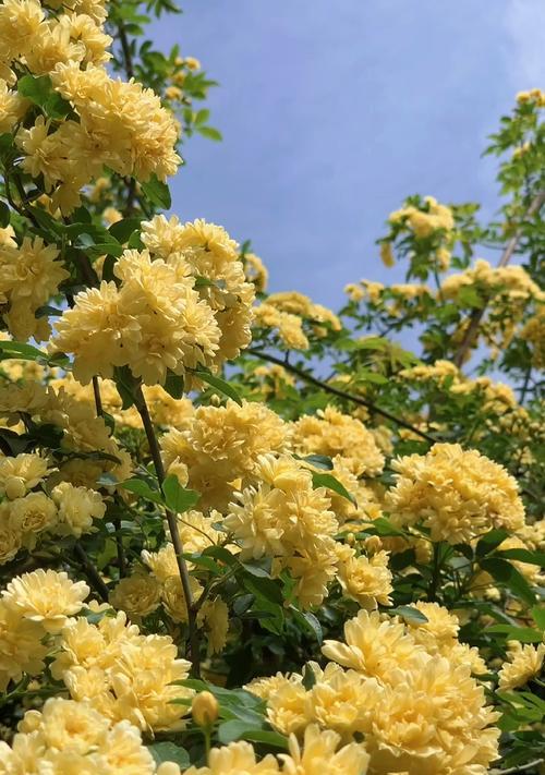 七里香花语（用香气编织的情感语言）