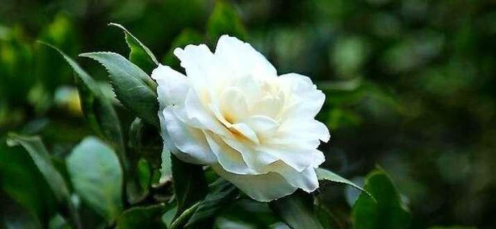 花语代表是你的花——探索花朵的语言之美（揭秘花语）