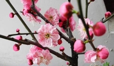 腊梅花（傲雪寒冬）