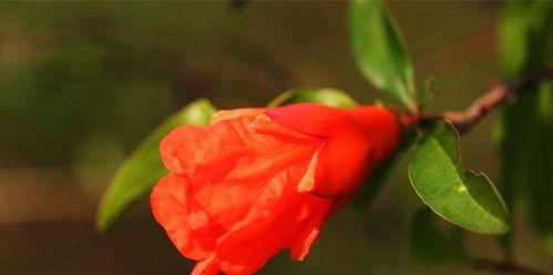 石榴花花语之深情厚意（探寻石榴花的浪漫花语与文化内涵）