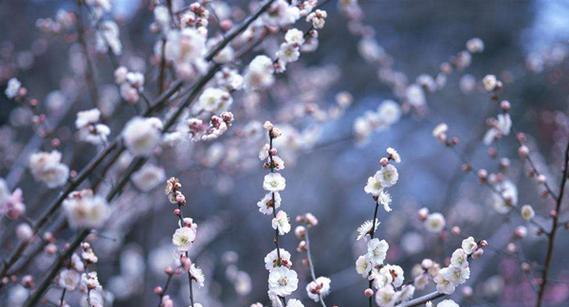 梅花的寓意与象征（白雪皑皑）
