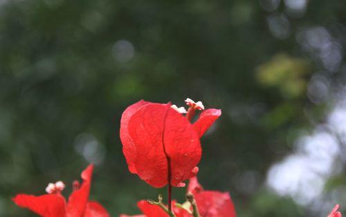 三角梅的寓意与象征意义（美丽的花朵背后蕴含的深意）