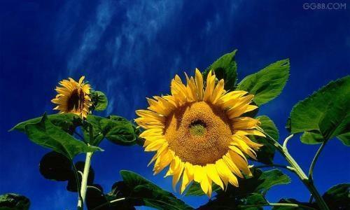 向日葵的花语之真正的含义（解读向日葵的神秘语言）