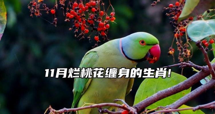 桃花生肖的意义与预测(探寻桃花对于十二生肖的影响与启示)