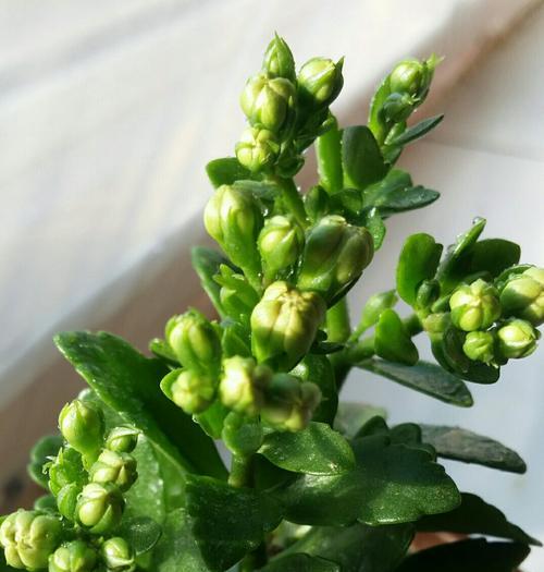 长寿花的不同颜色寓意（揭示长寿花颜色的隐含意义）