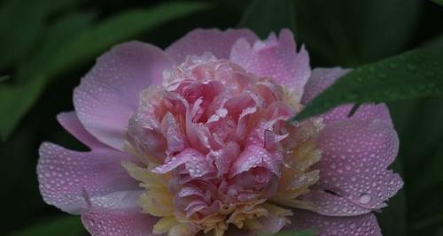 芍药花语(探索芍药花语的蕴含与传承)