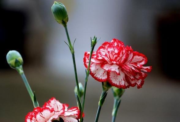 红色康乃馨的花语——爱的永恒与热情（红色康乃馨传递着爱与热情的花语之美）