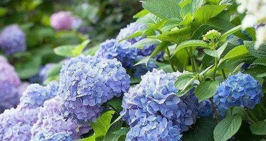以百合花为主题的未来之花语（百合花盛开）