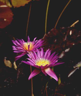 并蒂莲花（双生花齐开）