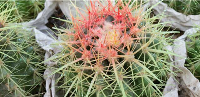 金虎仙人球的寓意与象征（探索金虎仙人球的深层意义及其传递的信息）