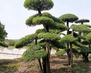 白蜡树的风水作用与寓意（白蜡树的五大功效）