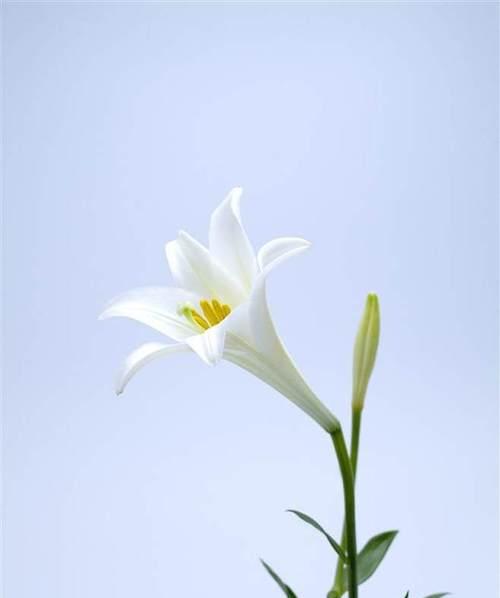百合花的象征意义——纯洁与守护（探寻百合花的美与哲学）