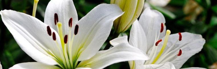 百合花的象征意义——纯洁与守护（探寻百合花的美与哲学）