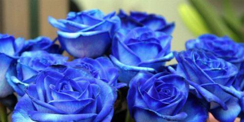 蓝色妖姬的花语是什么寓意？蓝色妖姬代表了哪些特殊含义？