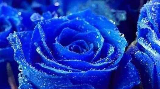 蓝色妖姬的花语是什么寓意？蓝色妖姬代表了哪些特殊含义？