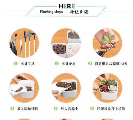 多肉植物爆侧芽技巧是什么？如何正确处理多肉侧芽？