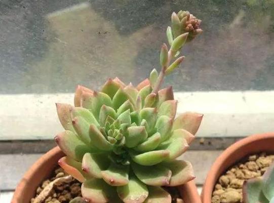 多肉植物爆侧芽技巧是什么？如何正确处理多肉侧芽？