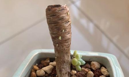 多肉植物爆侧芽技巧是什么？如何正确处理多肉侧芽？