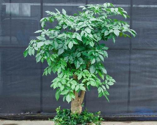 幸福树是什么树又叫什么树？它有哪些别名和特性？