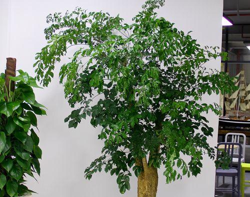 幸福树是什么树又叫什么树？它有哪些别名和特性？