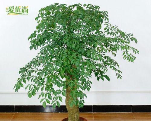 幸福树是什么树又叫什么树？它有哪些别名和特性？