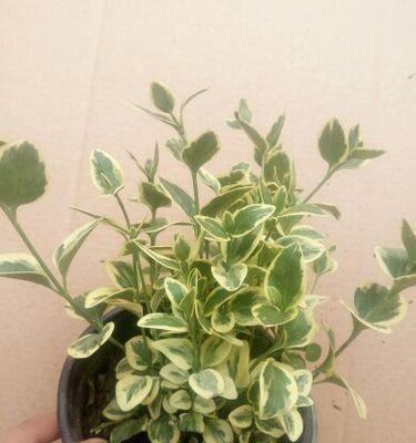 常春藤是什么植物？常春藤的养护方法有哪些？
