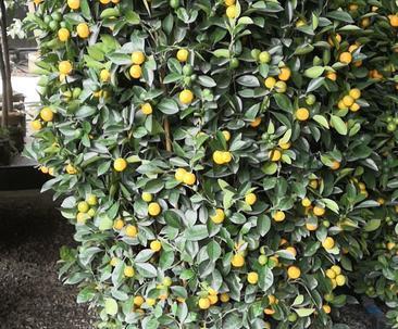 金桔树一年开几次花？如何促进金桔树多开花？