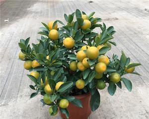 金桔树一年开几次花？如何促进金桔树多开花？