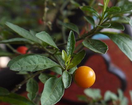 金桔树一年开几次花？如何促进金桔树多开花？