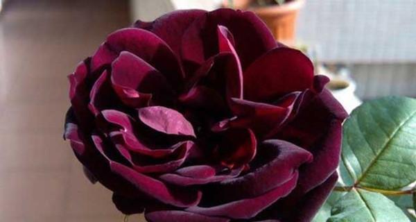 以郁金香花语为主题的道歉之旅（探寻郁金香花语的含义与道歉之道）