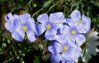 亚麻籽哪里产的最好？全球优质亚麻籽产地有哪些？