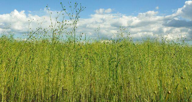 亚麻籽哪里产的最好？全球优质亚麻籽产地有哪些？