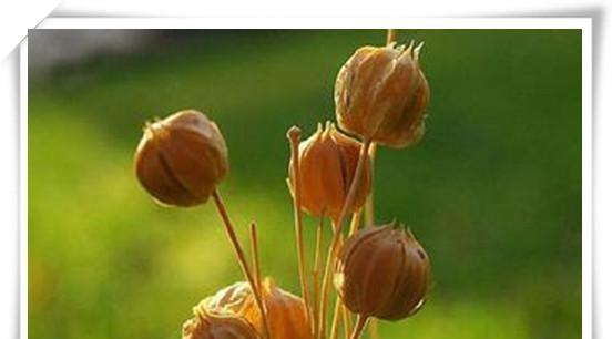 亚麻籽哪里产的最好？全球优质亚麻籽产地有哪些？