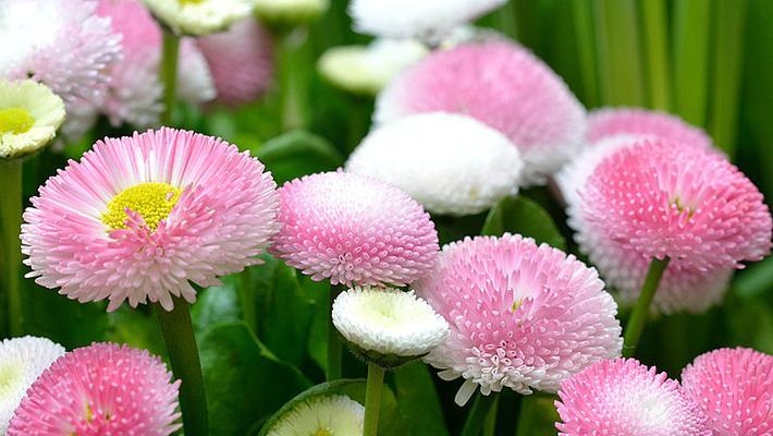 雏菊的花期是什么时候？几月份开花最合适？