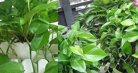 盆栽绿萝怎么养才能更旺盛？有哪些技巧可以促进其生长？