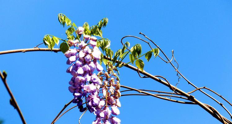 紫藤花语(浪漫而娇美)