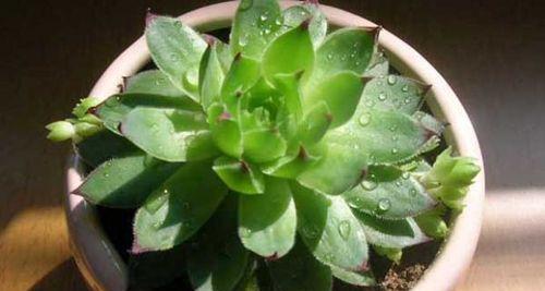 五瓣莲怎么养？养殖过程中应注意哪些问题？