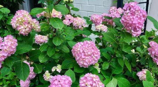 五瓣莲怎么养？养殖过程中应注意哪些问题？