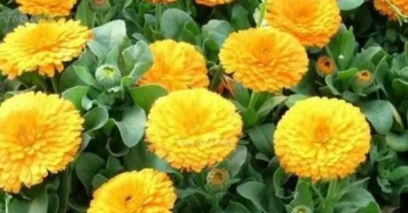 五瓣莲怎么养？养殖过程中应注意哪些问题？