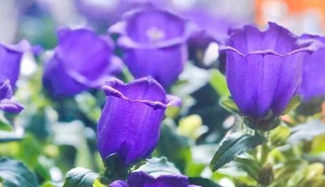 信任之花（揭开白色玫瑰背后的信任密码）