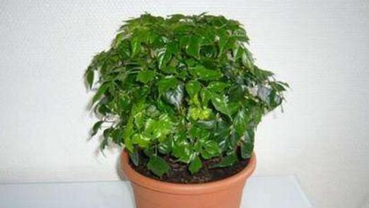 幸福树淋雨会怎样？淋雨后如何处理？